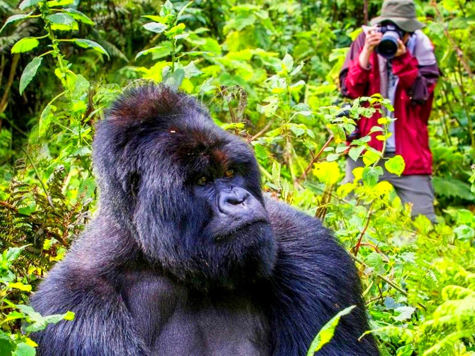 Mountain gorilla in the dense forest of Bwindi Impenetrable National Park, Uganda