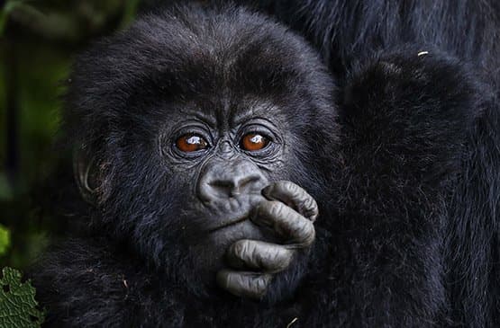 Mountain gorillas in their forest habitat in Rwanda