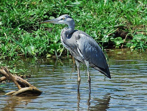 A grey heron standing at the water's edge in Uganda