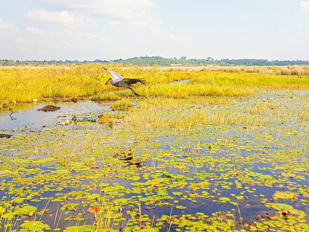 A shoebill stork in the papyrus of Mabamba Swamp, Uganda